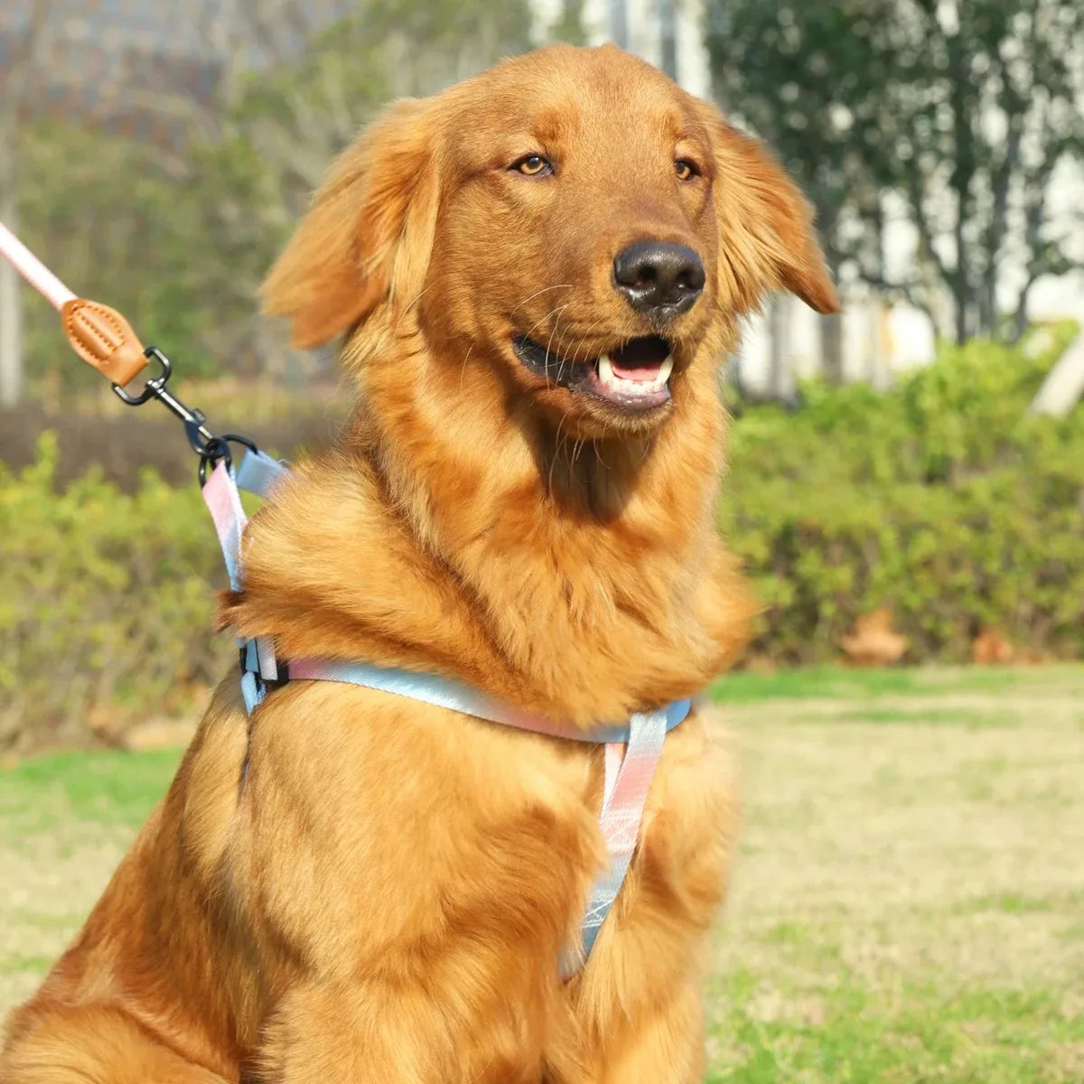 Harnais et Laisse pour Chien – Réglable, Confortable, Disponible en Plusieurs Tailles et Couleurs