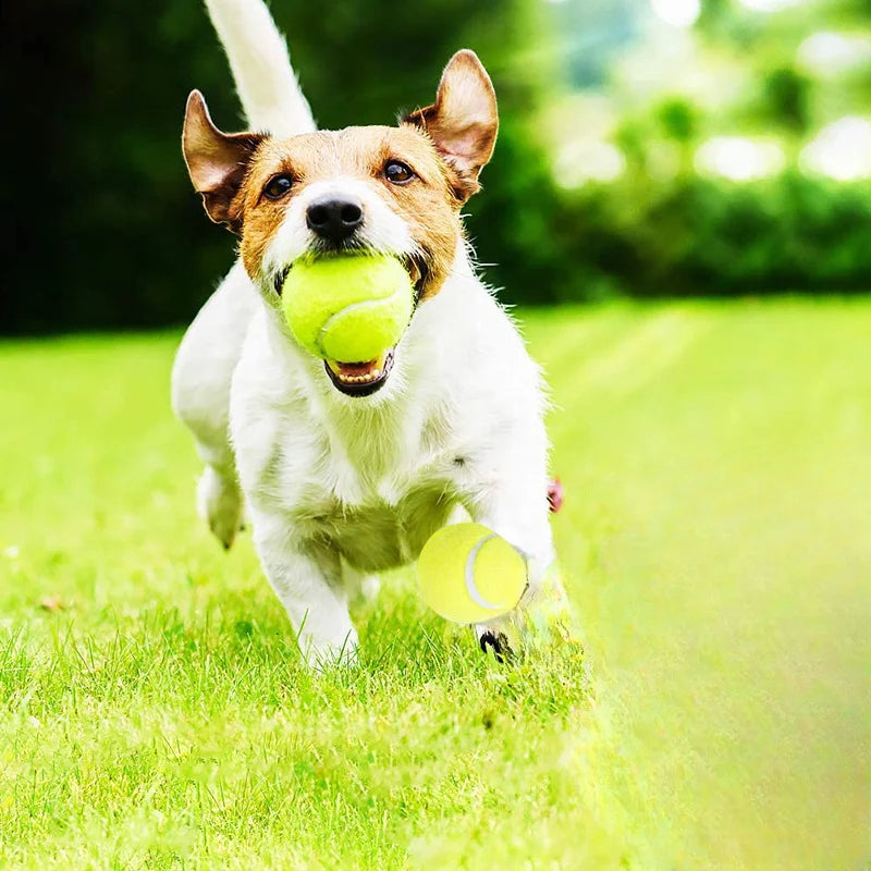 Balle de Tennis en Caoutchouc pour Chien – Jouet Interactif Haute Élasticité Sans Pile