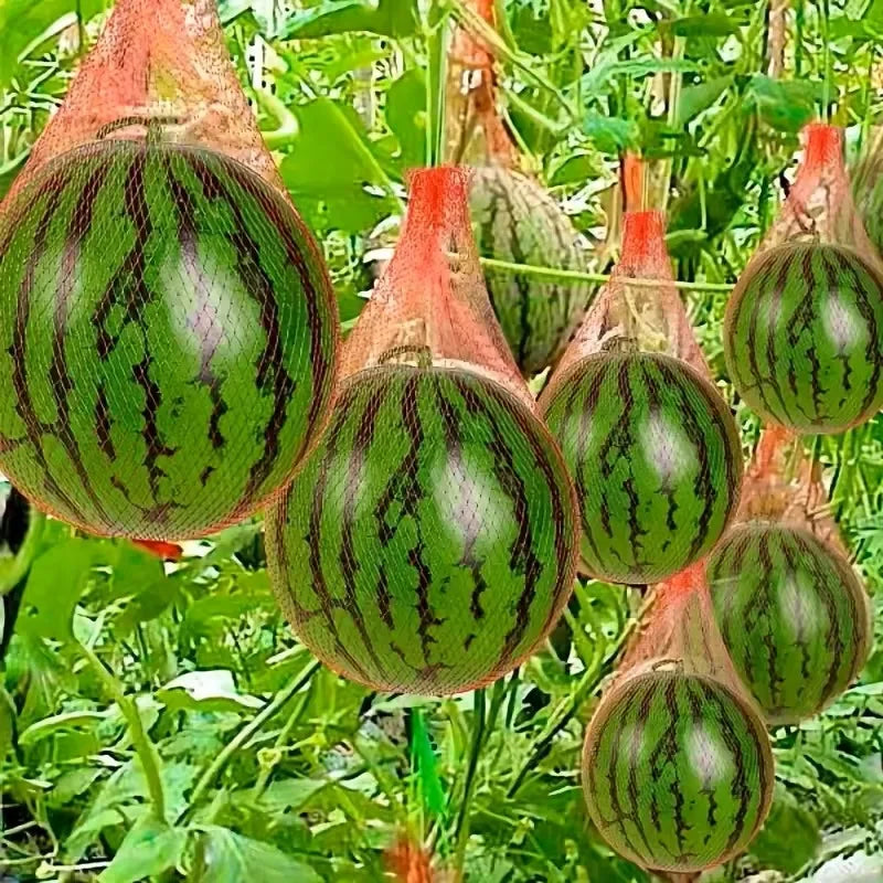 Filet de Jardinage Plastique Solide – Lot de 100 Pcs pour Pastèque, Melon et Plantes Grimpantes
